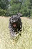 BOUVIER DES FLANDRES 040